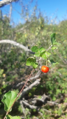 Malpighia diversifolia