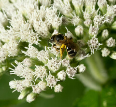 Halictidae