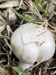 Agaricus californicus