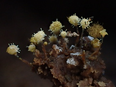 Polycephalomyces tomentosus