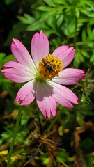 Nannotrigona testaceicornis