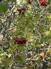 Crataegus phaenopyrum