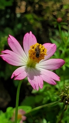 Nannotrigona testaceicornis