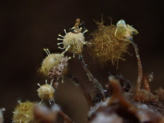 Polycephalomyces tomentosus