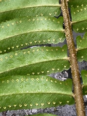 Nephrolepis biserrata