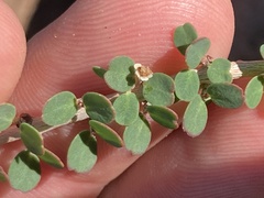 Euphorbia magdalenae