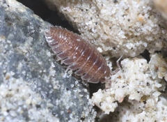 Armadilloniscus ellipticus