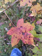 Liquidambar