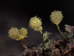 Hemitrichia calyculata