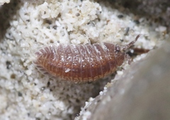 Armadilloniscus ellipticus