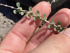 Euphorbia magdalenae