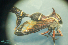 Heteronotus