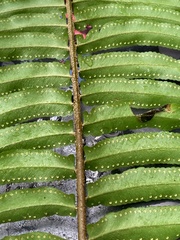Nephrolepis biserrata