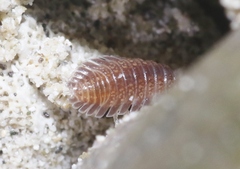 Armadilloniscus ellipticus