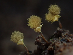 Hemitrichia calyculata