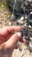 Gomphrena sonorae