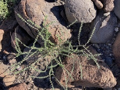 Euphorbia magdalenae