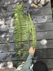 Nephrolepis biserrata