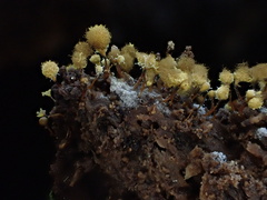 Hemitrichia calyculata