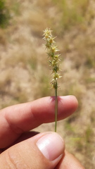 Cenchrus spinifex