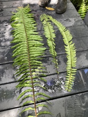 Nephrolepis biserrata