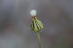 Urospermum picroides