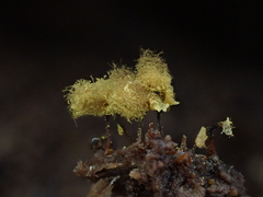 Hemitrichia calyculata