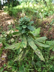 Procecidochares atra