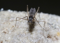 Telmatogeton pacificus