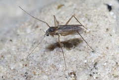 Telmatogeton pacificus