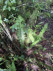 Nephrolepis biserrata