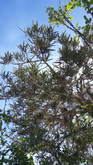 Forchhammeria watsonii