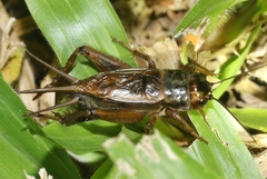 Teleogryllus oceanicus
