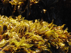 Mazzaella laminarioides