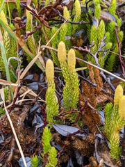 Spinulum annotinum alpestre