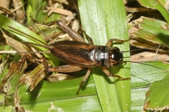 Teleogryllus oceanicus