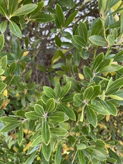 Ilex crenata