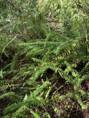Nephrolepis biserrata