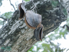 Jacaranda mimosifolia