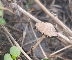 Pennatae