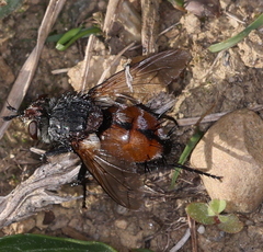 Peleteria rubescens