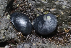 Nerita picea