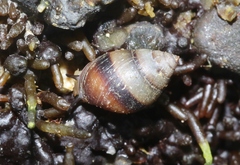 Allochroa layardi