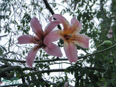 Ceiba speciosa