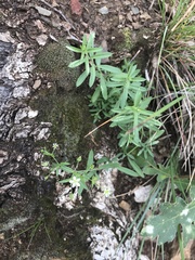 Arenaria