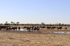 Connochaetes taurinus taurinus