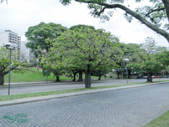 Ceiba speciosa