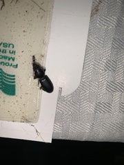 Scarites subterraneus