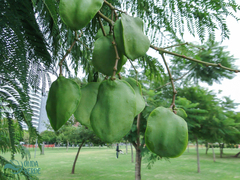 Jacaranda mimosifolia