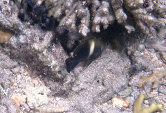 Chrysiptera biocellata